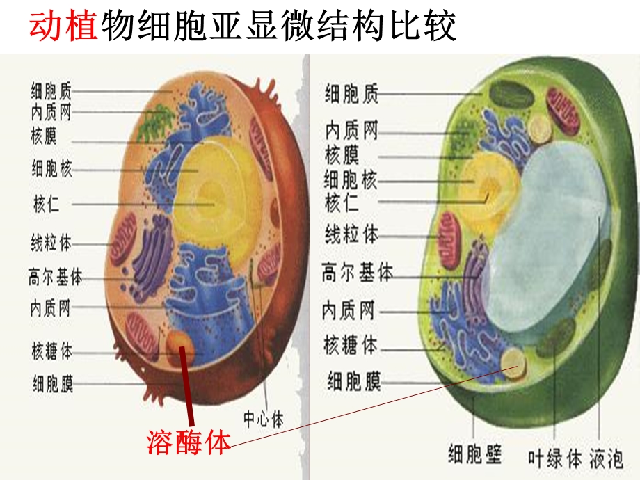 细胞的基本结构.ppt_第2页