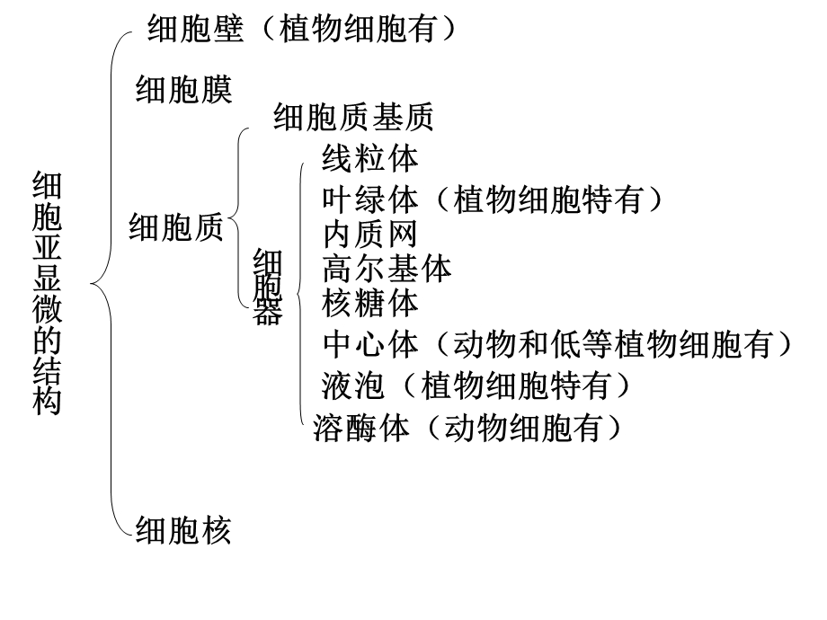 细胞的基本结构.ppt_第3页