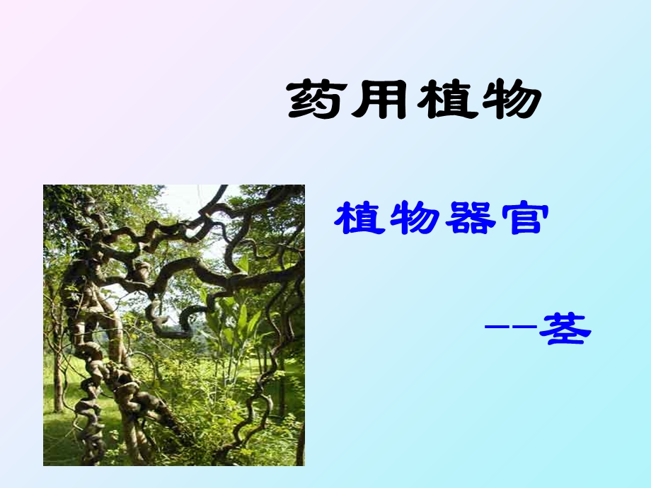 药用植物植物器官.ppt_第1页