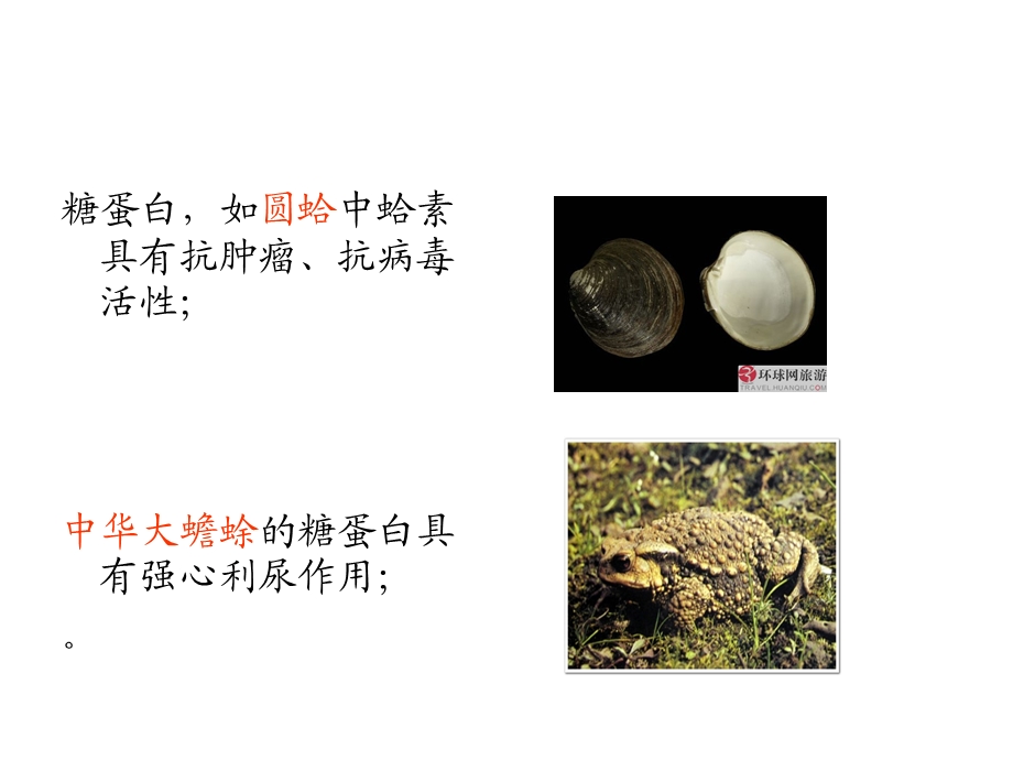 药用动物活性成分.ppt_第3页