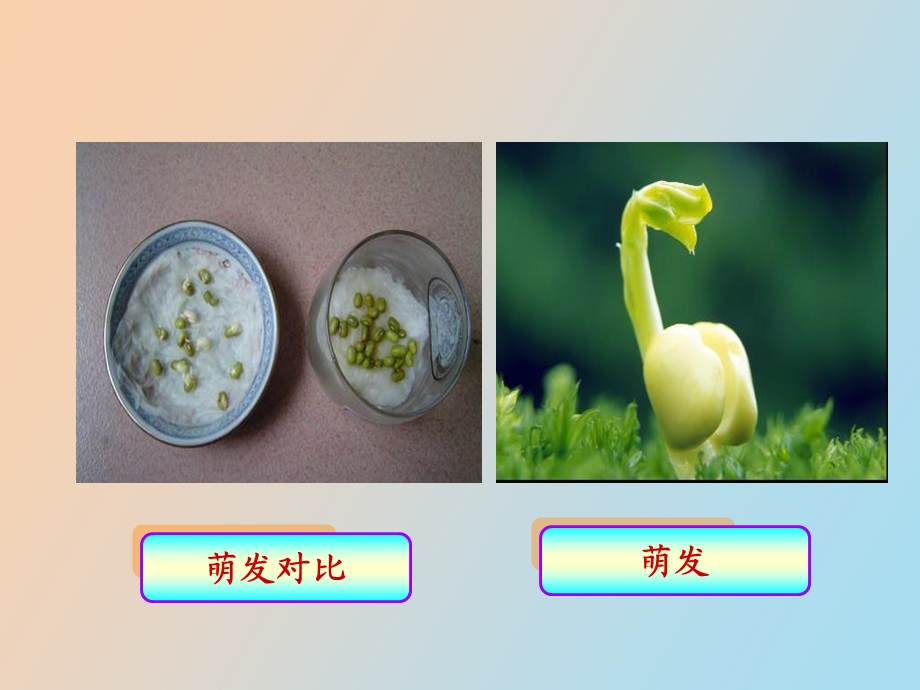 种子萌发的条.ppt_第3页