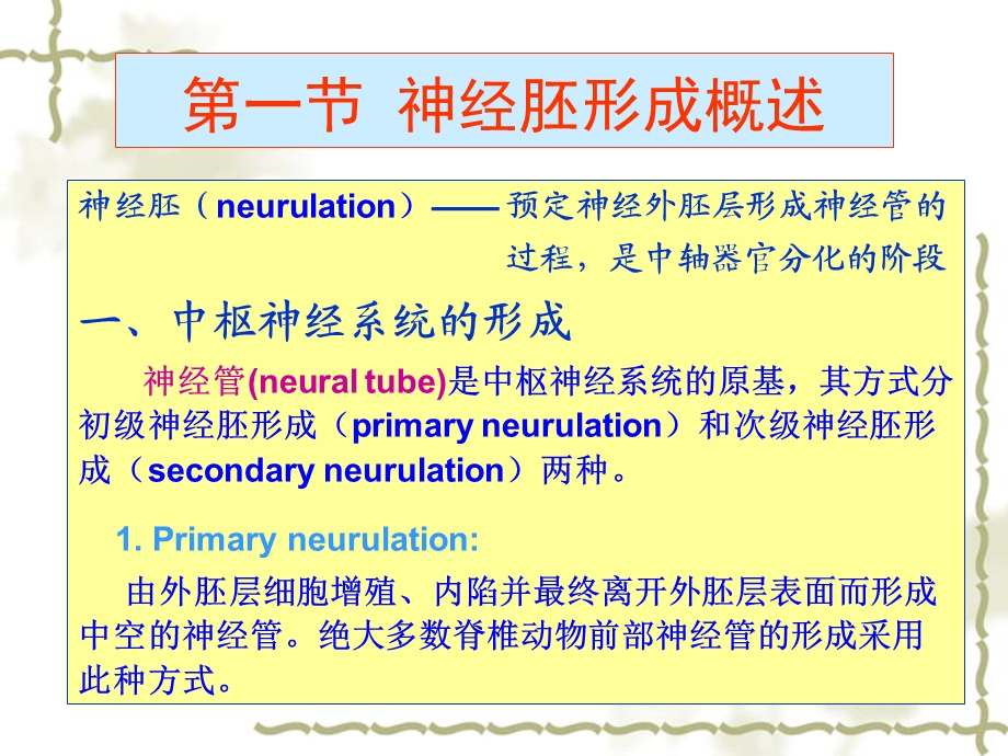 神经胚和三胚层分化.ppt_第3页