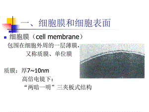 细胞生物学-2细胞膜.ppt