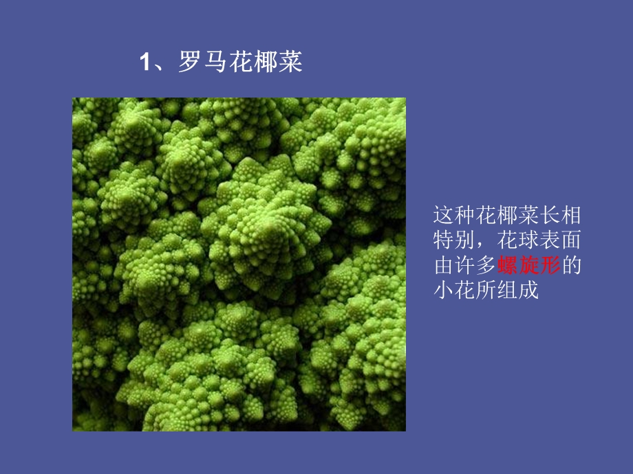 自然界十大奇异植物.ppt_第2页