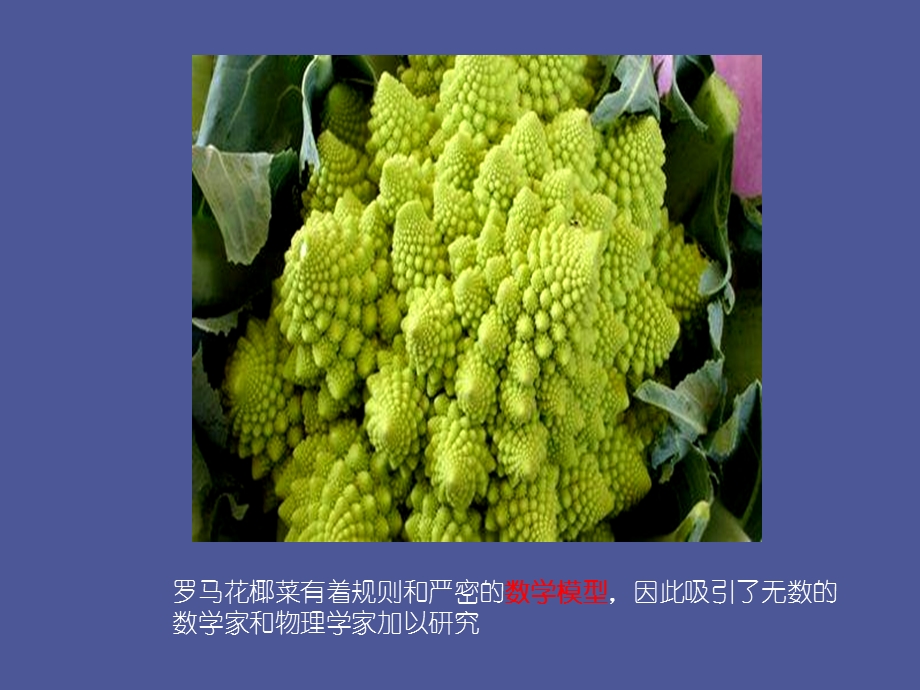 自然界十大奇异植物.ppt_第3页