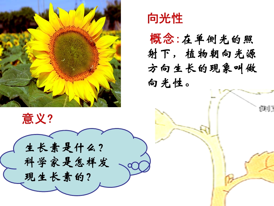 生长素的发现过程.ppt_第2页