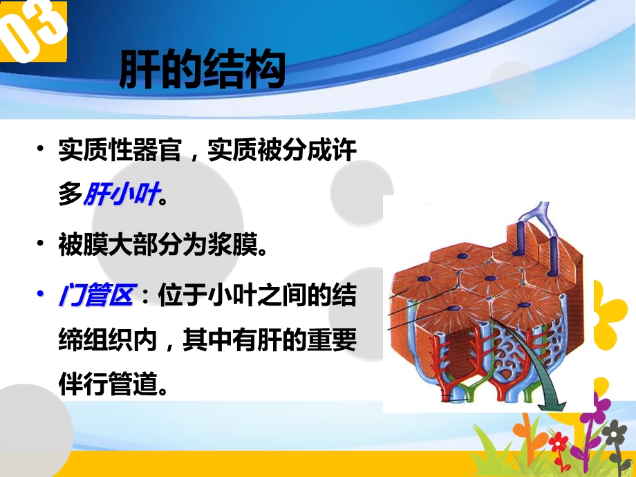 肝的组织结构和功能.ppt_第3页