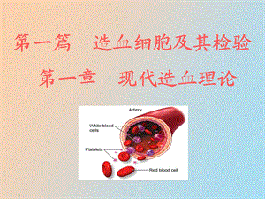 现代造血理论.ppt