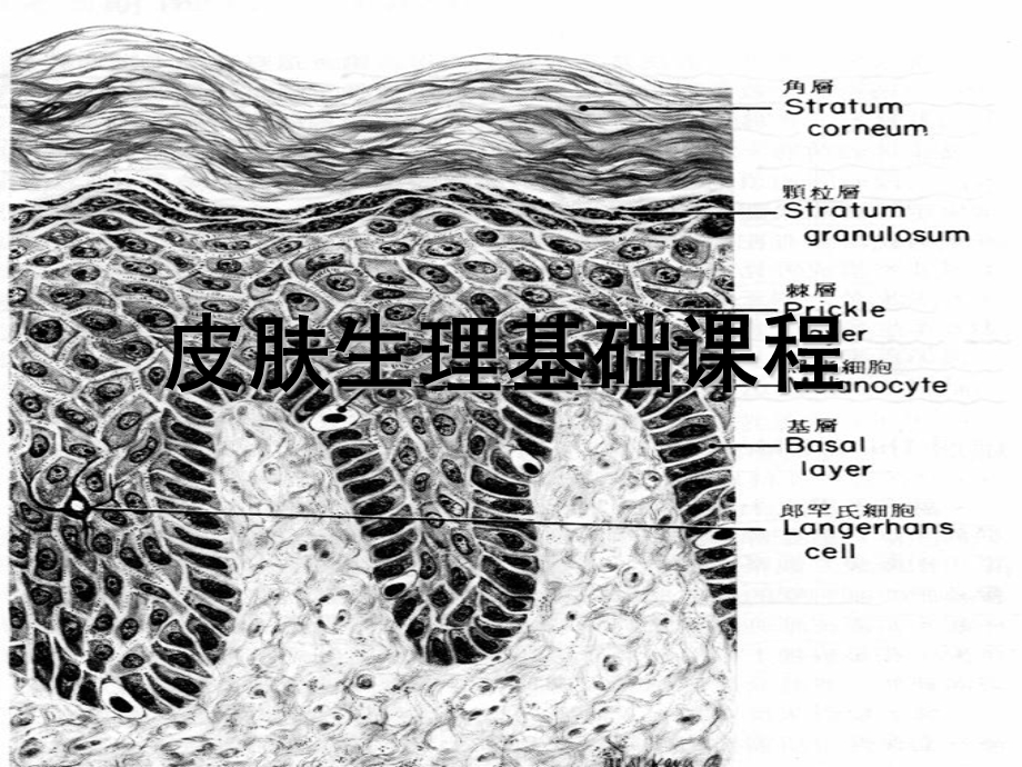 皮肤学基础课程内训.ppt_第1页