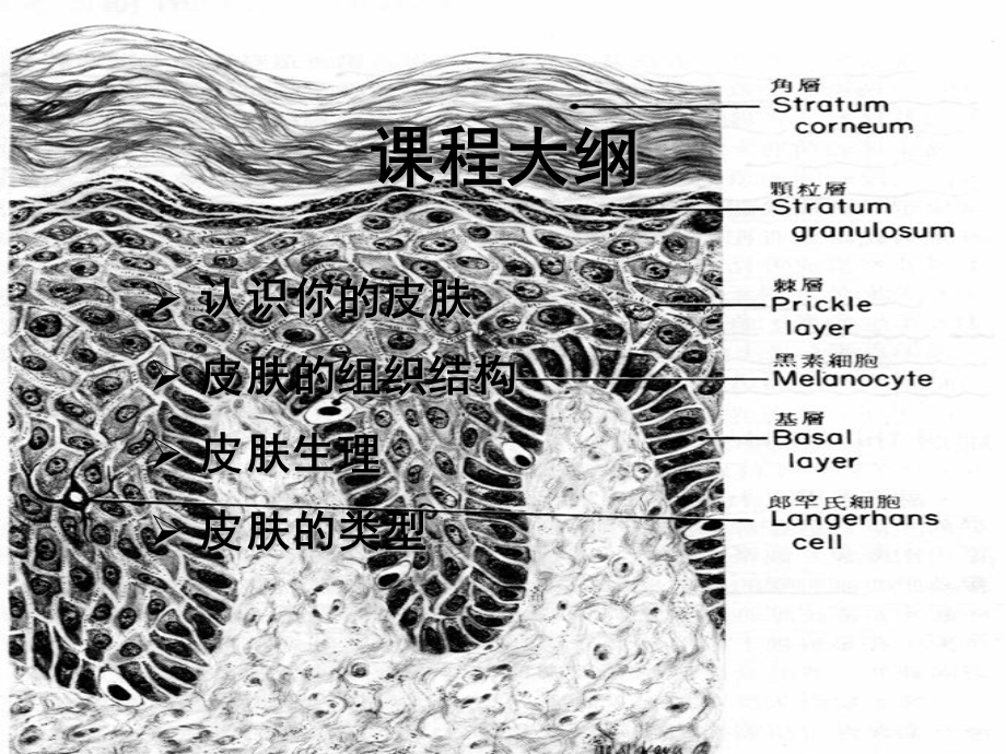 皮肤学基础课程内训.ppt_第2页