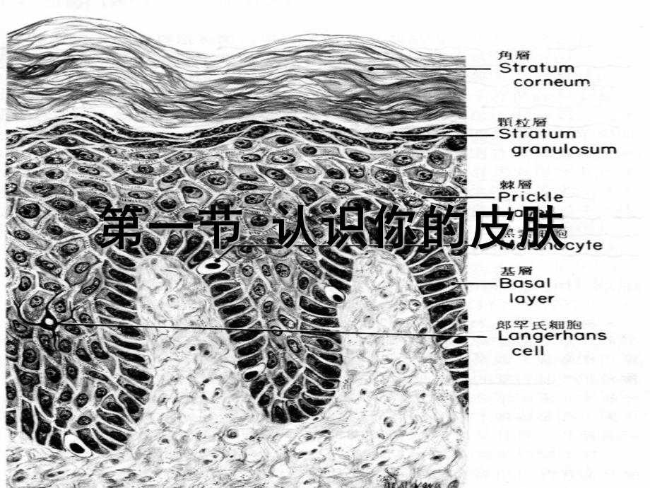 皮肤学基础课程内训.ppt_第3页