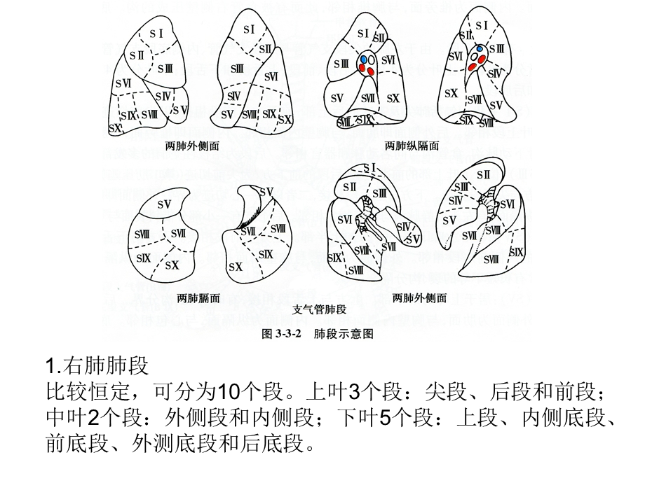 肺段及肺动静脉.ppt_第2页