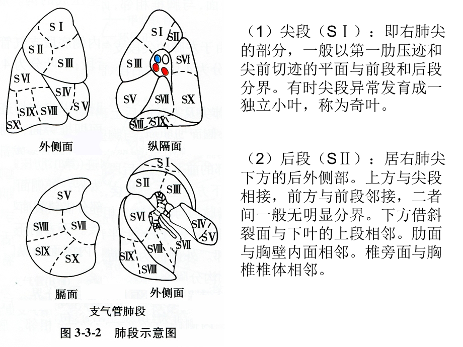 肺段及肺动静脉.ppt_第3页