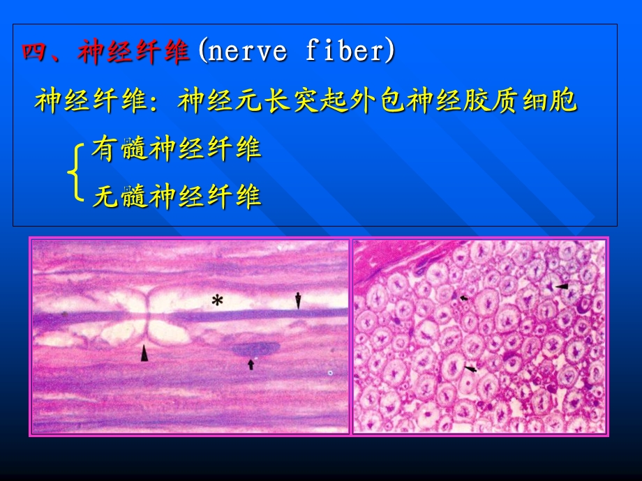 组织学与胚胎学第7章神经组织.ppt_第1页