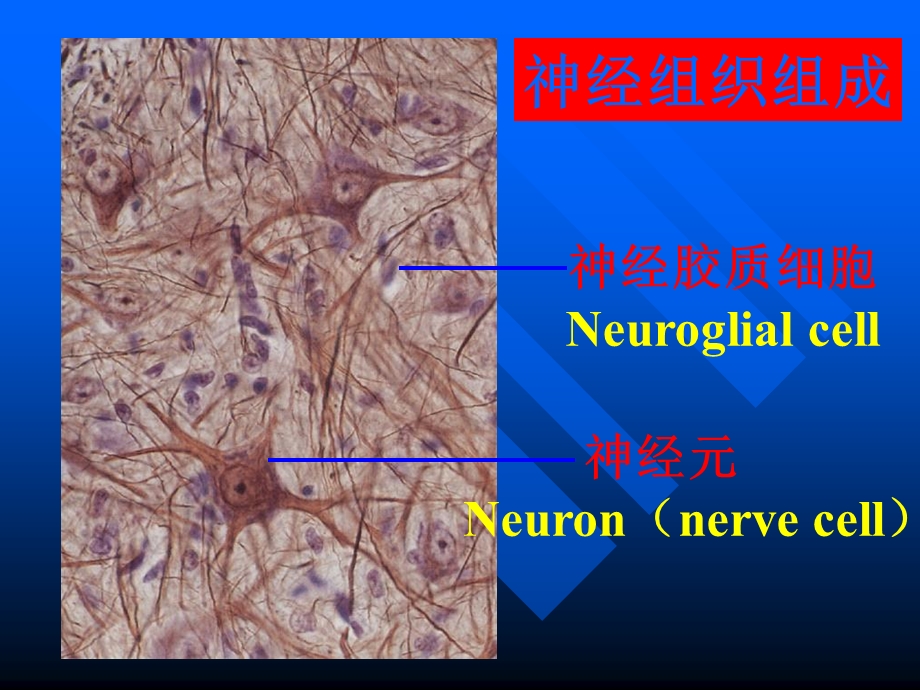 组织学与胚胎学第7章神经组织上.ppt_第3页