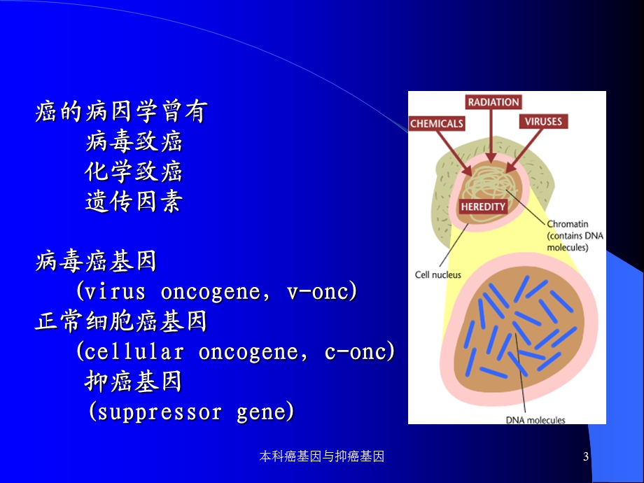 肿瘤标志物的研究历史.ppt_第3页