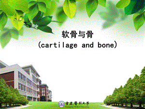 软骨组织胚胎学.ppt