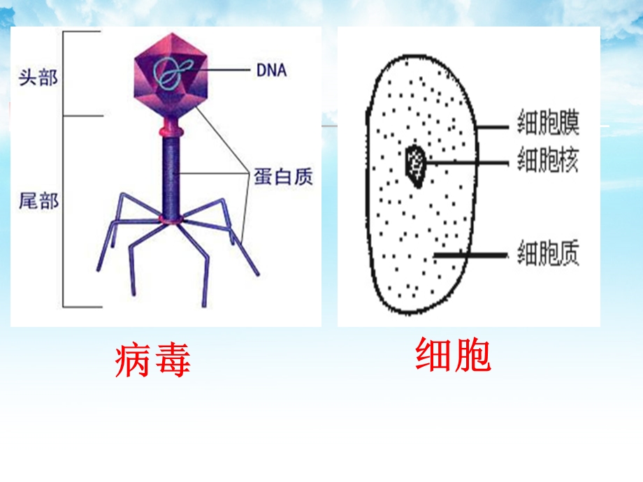 生命活动离不开细胞.ppt_第3页