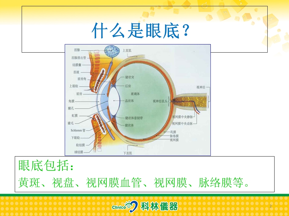 眼底病基础ppt课件.ppt_第2页