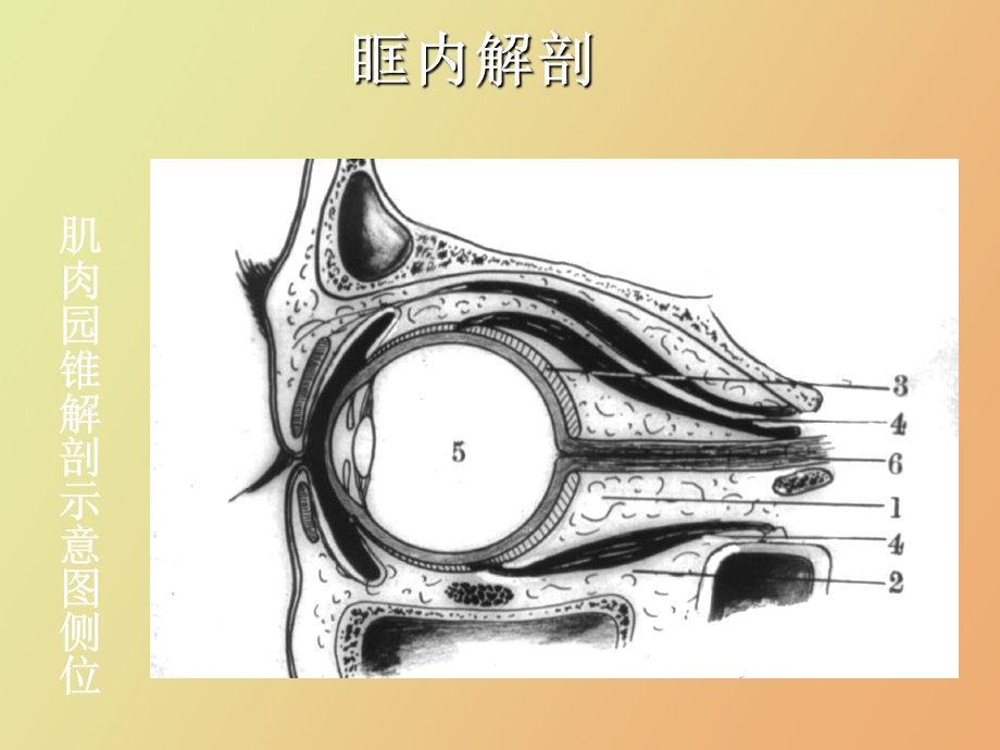 眼部疾病影像学诊断.ppt_第3页