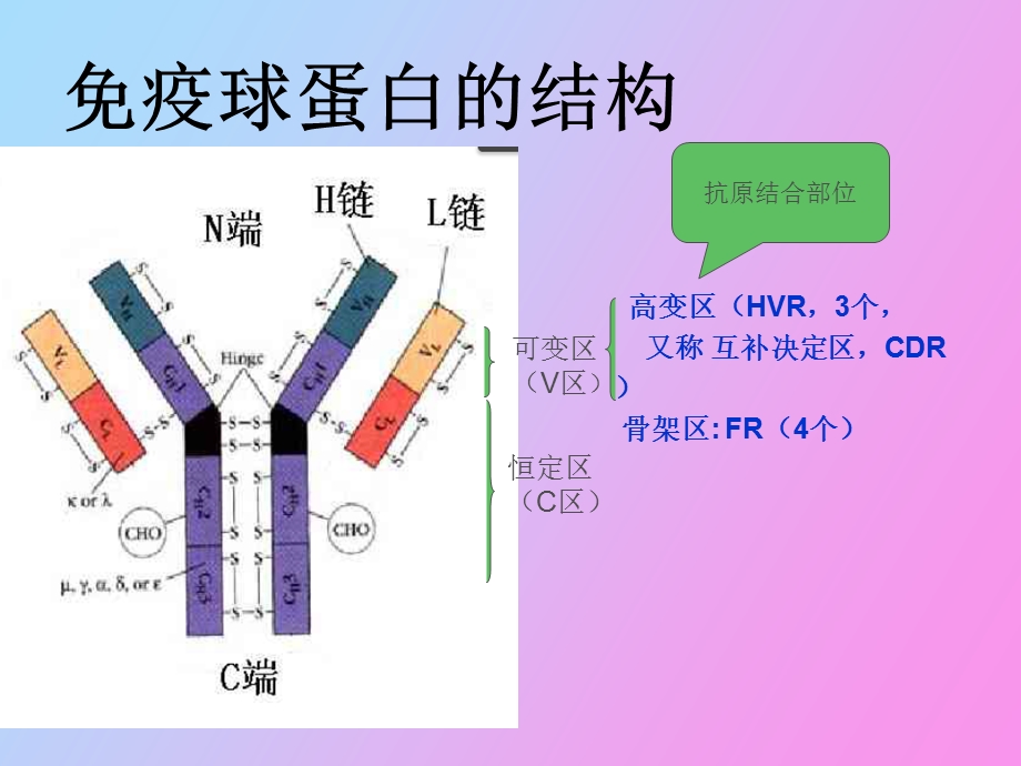 疫球蛋白的功能.ppt_第2页