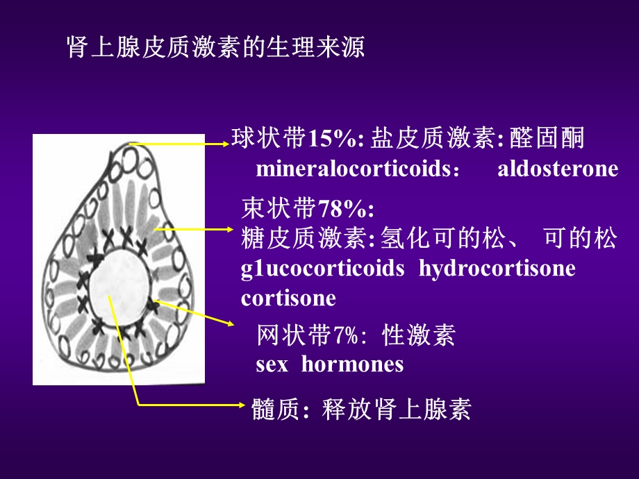 药理学第2版35肾上腺皮质激素类药物.ppt_第3页