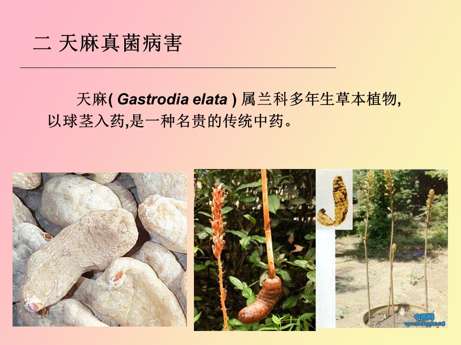 药用植物真菌病害.ppt_第2页