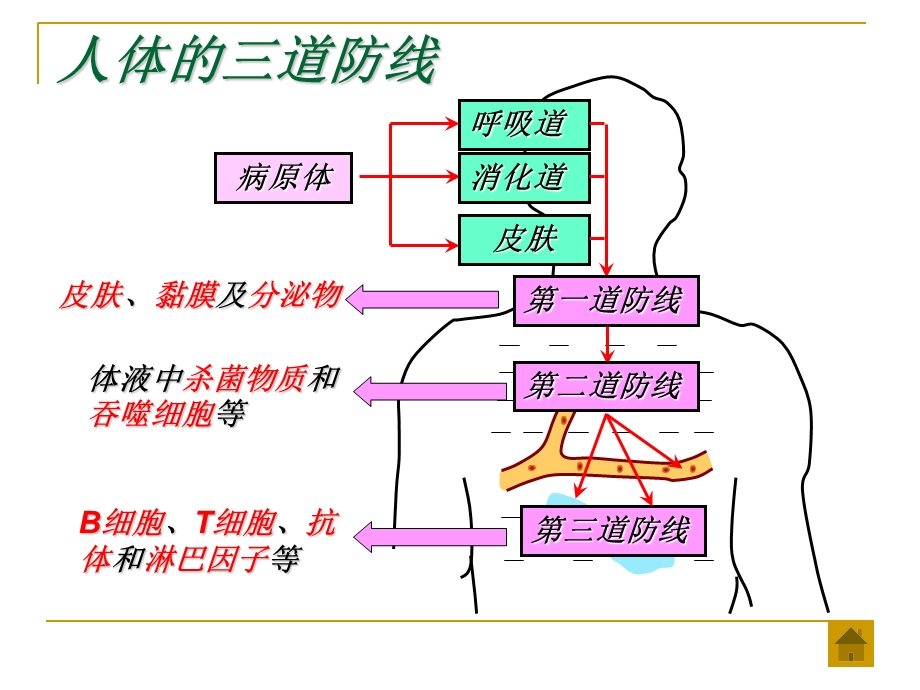 疫系统和免疫功能.ppt_第3页