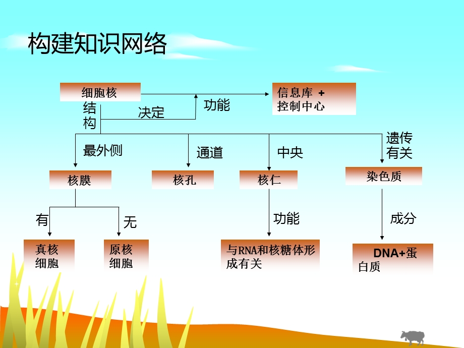 细胞核——系统的控制中心第一轮复习课件.ppt_第3页