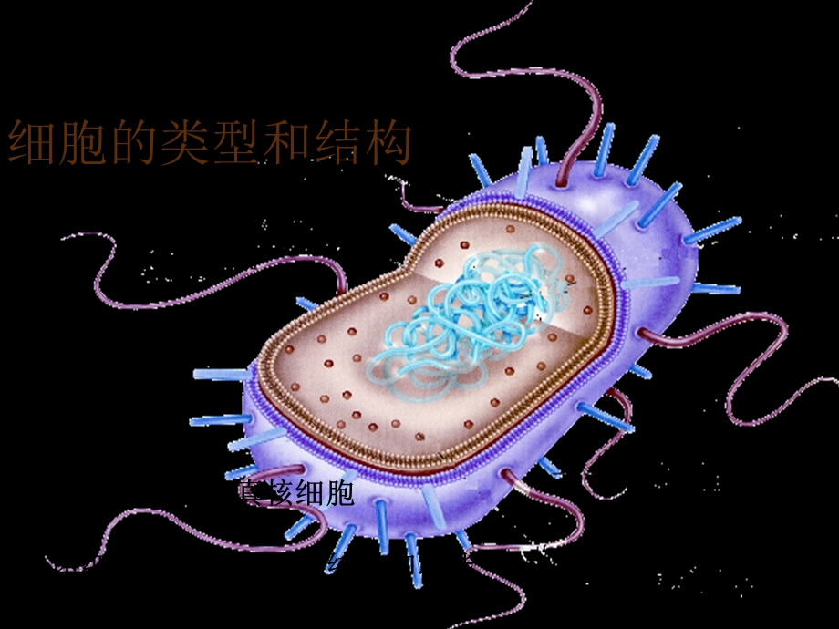 细胞的类型和结构.ppt_第2页