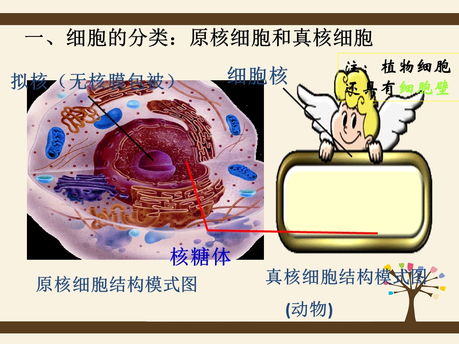 细胞的类型和结构.ppt_第3页