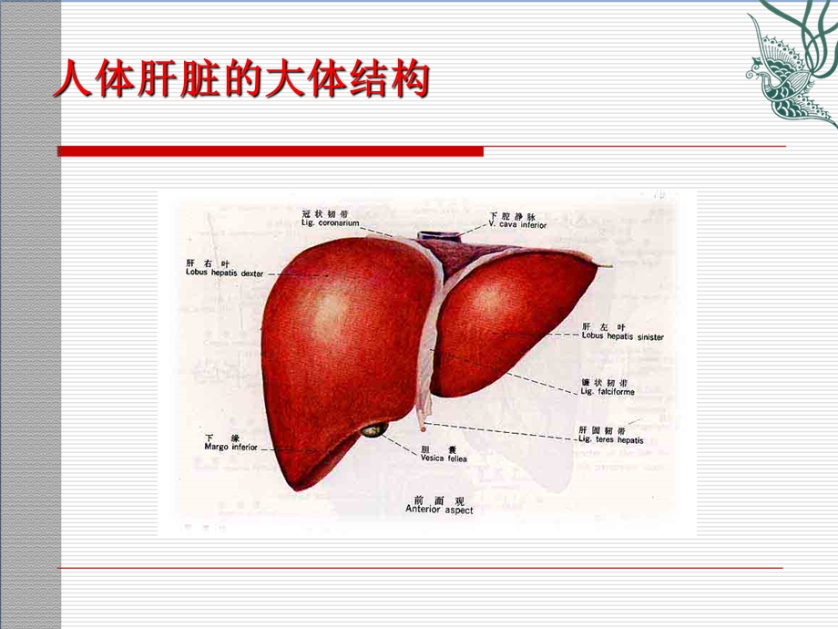 脂肪肝健康教育资料.ppt_第3页