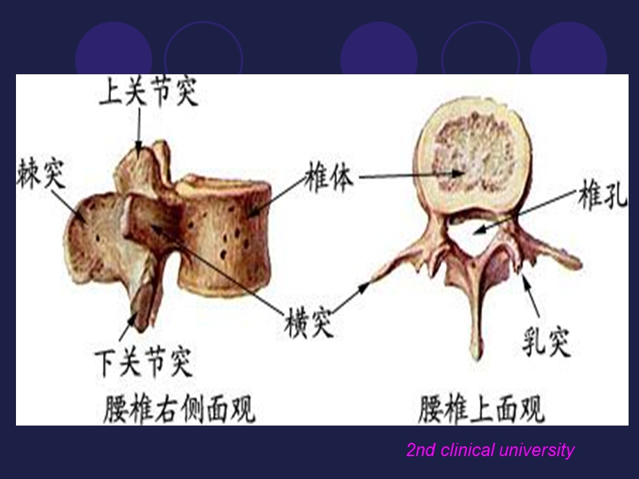 腰椎影像解剖学.ppt_第3页