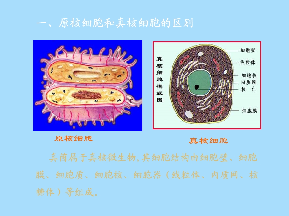 真核微生物概述.ppt_第2页