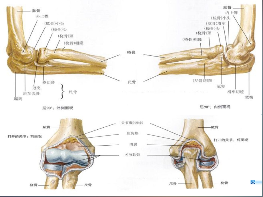 肘关节的X线常用测量及诊断分析.ppt_第3页