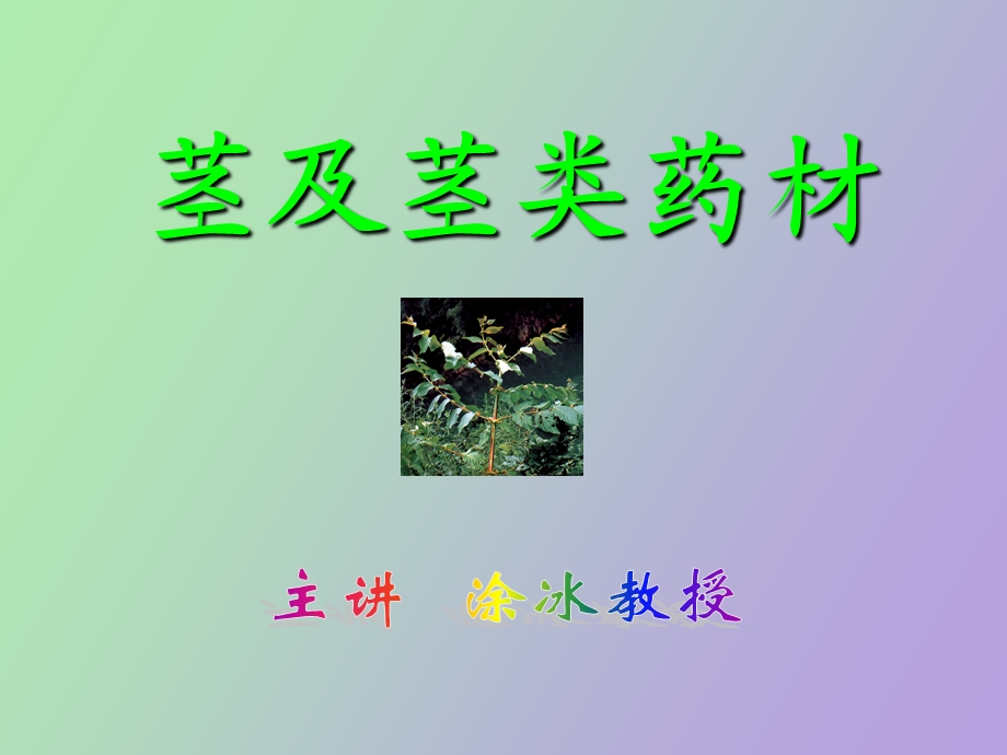 药用植物学课件.ppt_第2页