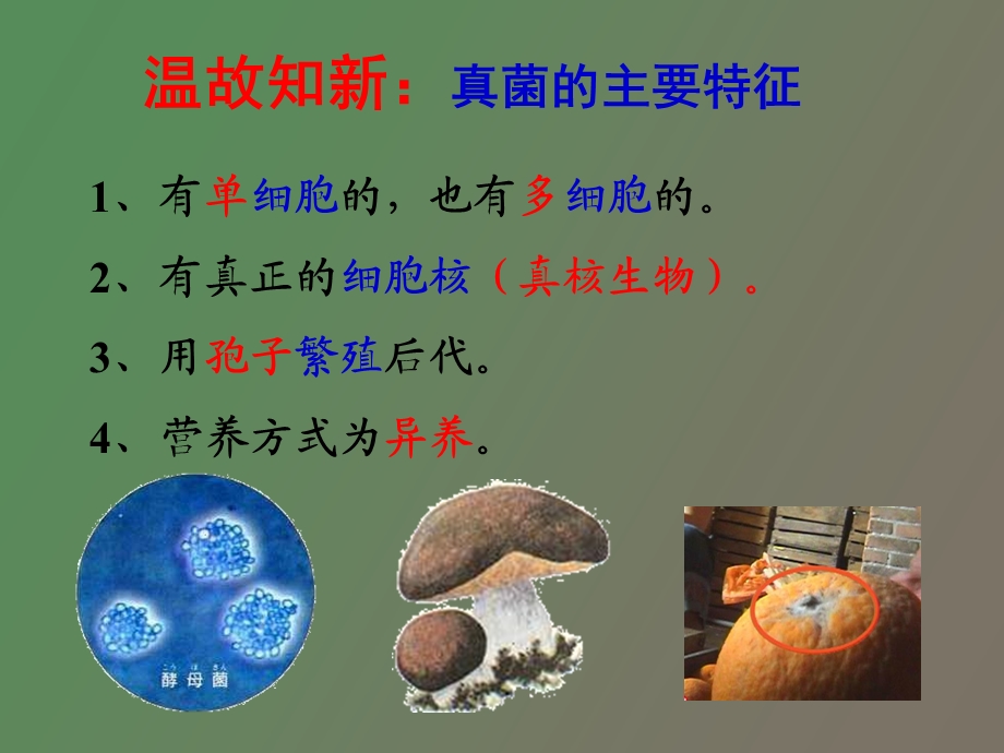 自然界中细菌和真菌的作用.ppt_第1页