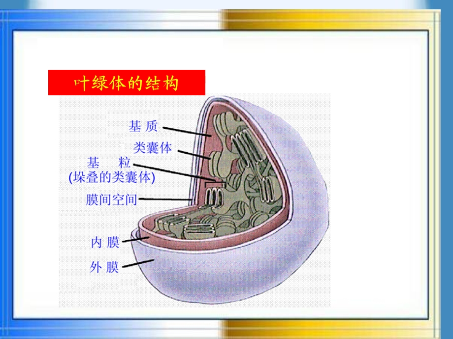 生物奥赛之光合作用.ppt_第3页