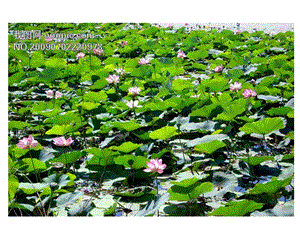 看图写话第四讲(夏天的池塘)景物篇.ppt