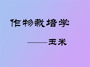 玉米玉米玉蜀黍、苞米、苞谷、玉茭、棒子.ppt