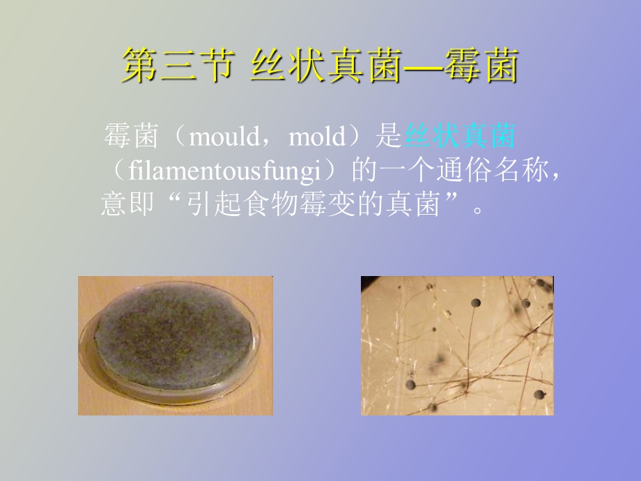 真核微生物形态构造b.ppt_第1页