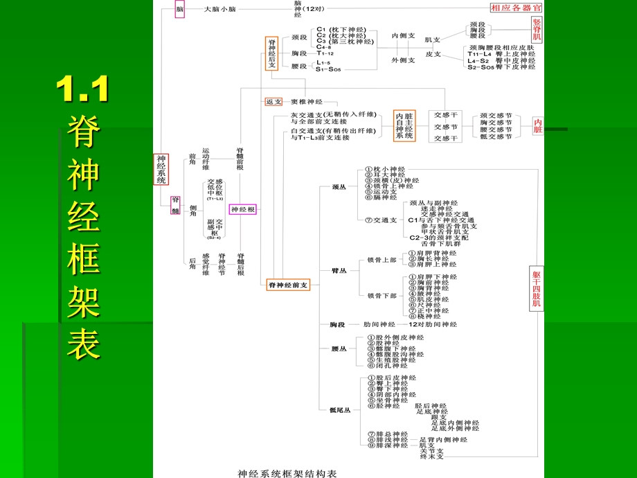 脊神经后支卡压综合征的诊断与.ppt_第3页