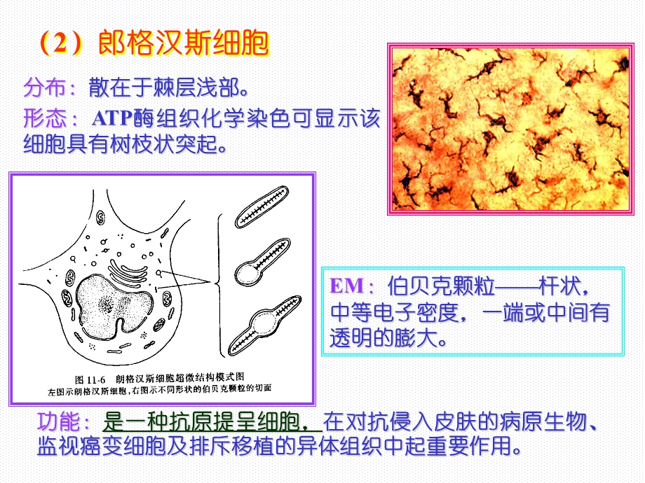 组织学与胚胎学第11章皮肤下.ppt_第3页