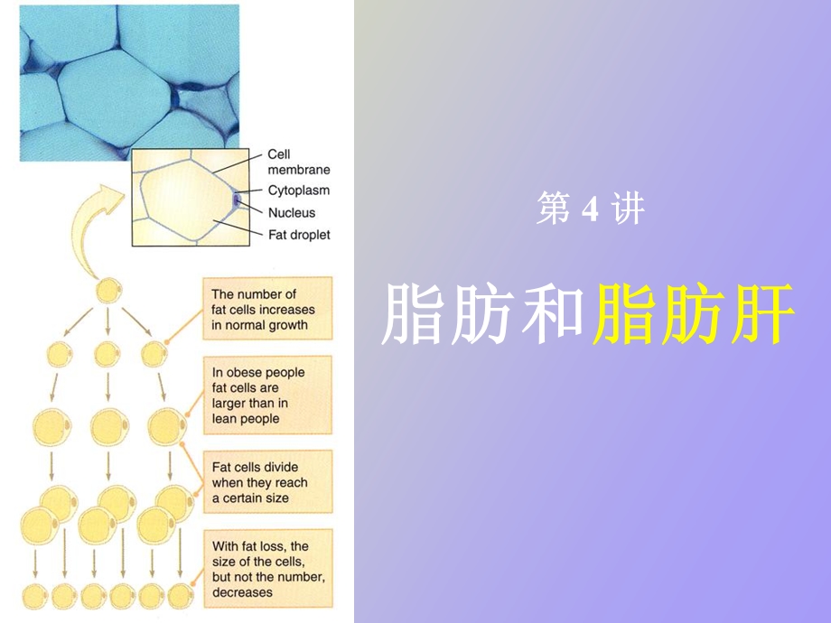 脂肪和脂肪肝.ppt_第1页