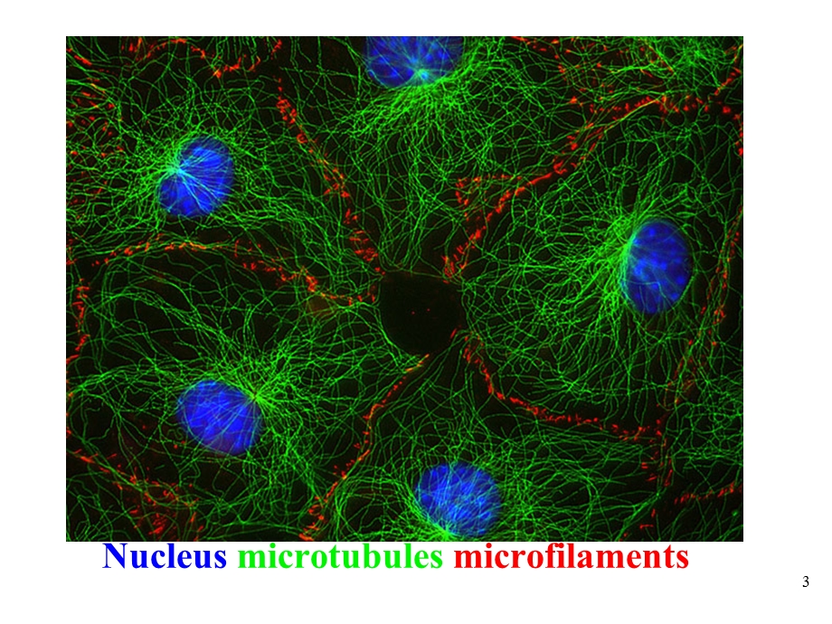 细胞生物学细胞骨架微丝.ppt_第3页