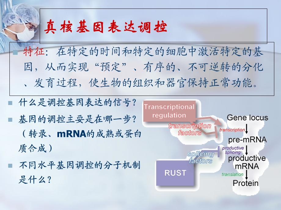 真核基因表达与调控.ppt_第2页