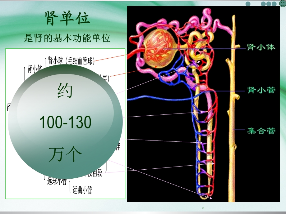 肾功能不全患者合理用药与监护.ppt_第3页