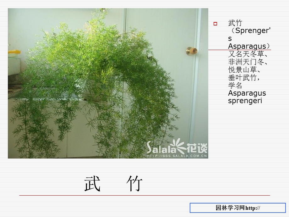 种常见的室内植物名称和图片资料.ppt_第2页