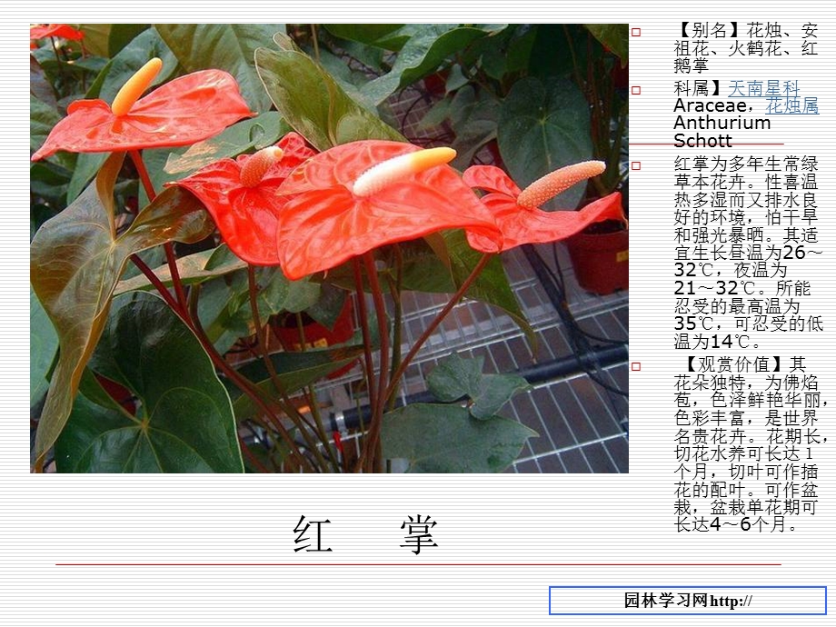 种常见的室内植物名称和图片资料.ppt_第3页