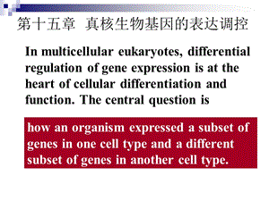 真核生物的基因表达及其调控G.ppt